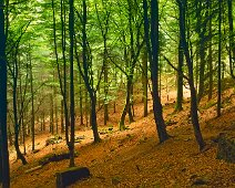 U075 Sunny Glade U075 Sunny Glade