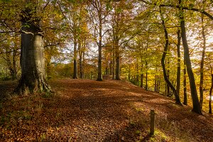 Unlimited Editions Open Edition Prints